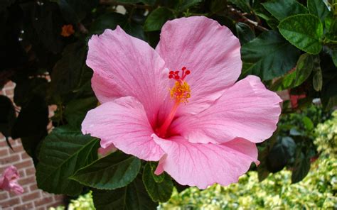 wallpaper: Pink Hibiscus Flower Wallpapers