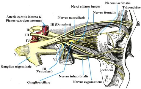 Ciliary ganglion - Wikipedia