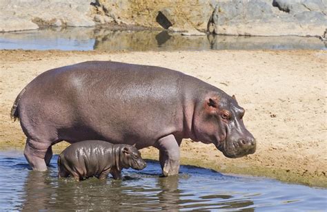 10 Facts About the Hippos’ Paradise – Animal Encyclopedia