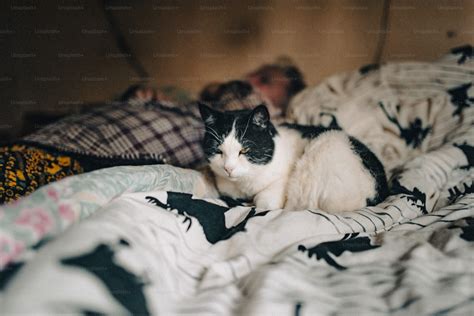 Cat Bed Pictures | Download Free Images on Unsplash