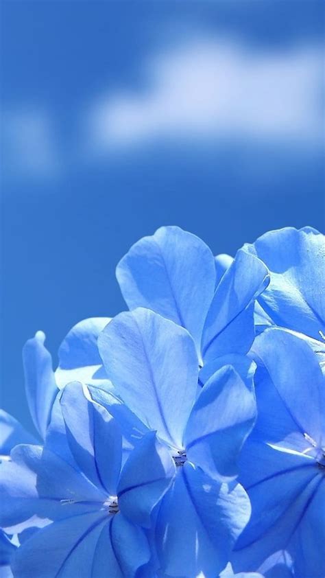 free download | New Flower, Blue Flower, nature, HD phone wallpaper | Peakpx