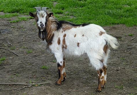 File:Dwarf he-goat J1.jpg