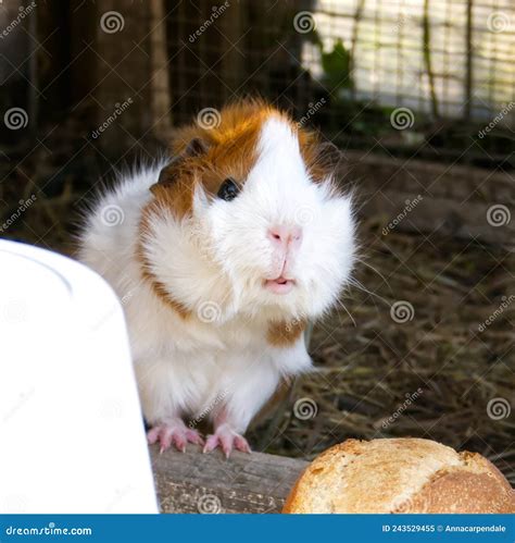 A Cute Guinea Pig at a Petting Zoo Stock Image - Image of portrait, cavy: 243529455