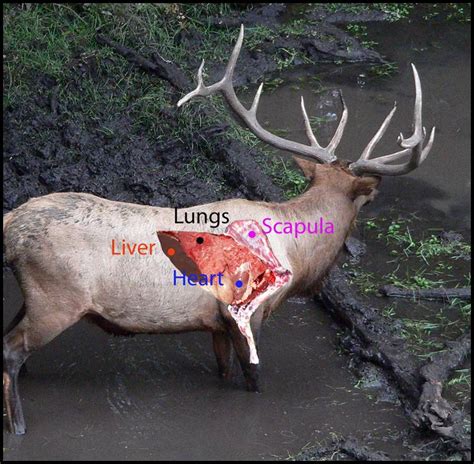 Elk Kill Zone Diagram