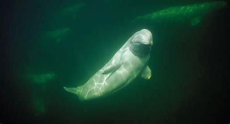 Beluga Whale – "OCEAN TREASURES" Memorial Library