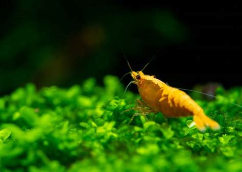 Orange Pumpkin Shrimp: Care, Breeding, Tank Mates & More