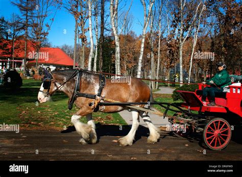 Cart Horse High Resolution Stock Photography and Images - Alamy