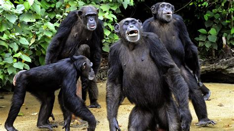 Mysterious chimpanzee behaviour may reveal a form of spirituality | LifeGate