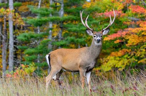 New Hampshire Deer Season 2023-2024: Latest Hunting Dates & Regulations ...