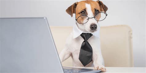 Celebrate Take Your Dog (and Other Pets) to Work Day! | FlexJobs