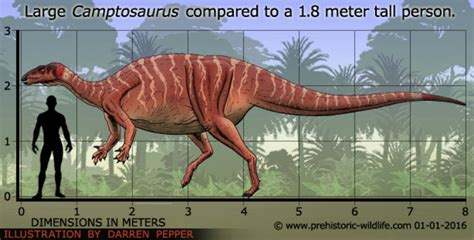 Camptosaurus size by Frylock921 on DeviantArt