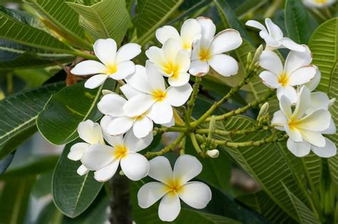 Premium Photo | White Frangipani flower Plumeria alba with green leaves