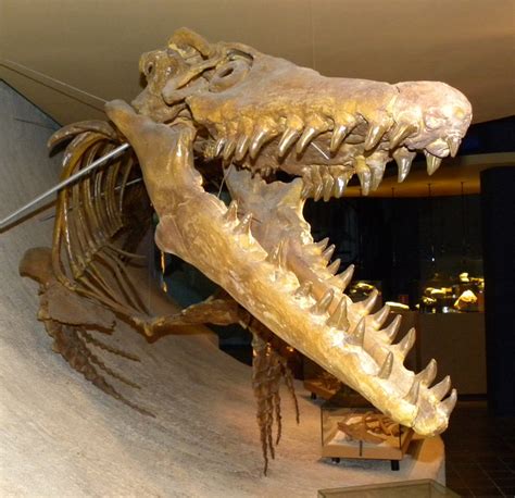 This is the skull of a giant mosasaur, a marine lizard, that lived during the Late Cretaceous ...