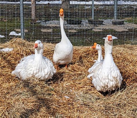 Breeding Season for My Geese - The Martha Stewart Blog