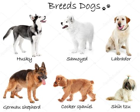 Different breeds of dogs together Stock Photo by ©belchonock 93111004