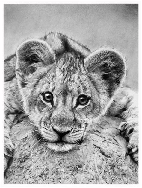 little lion by francoclun.deviantart.com on @deviantART | Lion drawing ...