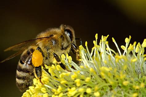 Helping Your Local Honey Bees - The Country Gal