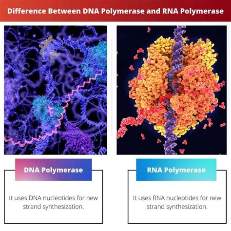 DNA Polymerase vs RNA Polymerase: Difference and Comparison