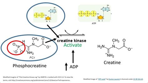 Phosphagen System (ATP-PC). How Creatine Supplements Work to Improve Performance. - YouTube