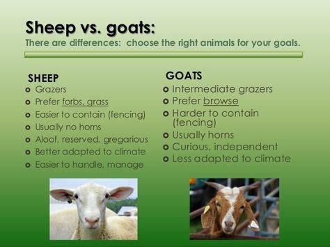 Pin by Tee TempleofGod on Sunday school | Goats, Sheep, Adaptations