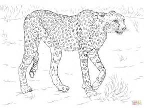 Running Cheetah Coloring Pages at GetColorings.com | Free printable colorings pages to print and ...