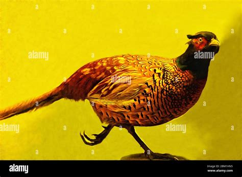 Illustrations Common Pheasant, Caucasian Pheasant, Phasianus colchicus ...