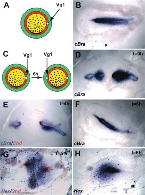 Evidence for an inhibitor of primitive streak formation. (A,B) When a... | Download Scientific ...