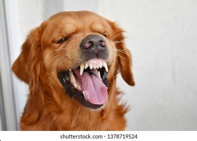 Angry Golden Retriever Showing His Teeth Stock Photo 1378719524 | Shutterstock