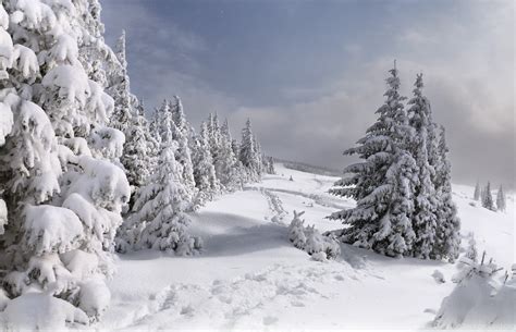 Christmas Trees Snow Wallpapers - Wallpaper Cave