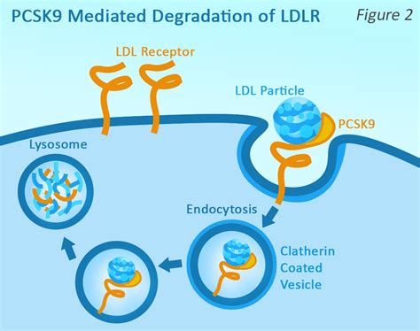 Cholesterol & the PCSK9 Pathway