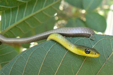 Common Tree Snake - Logan & Brisbane Snake Catchers