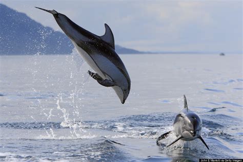 Celebrate National Dolphin Day With A Look At These Unique Dolphin Species (PHOTOS) | HuffPost