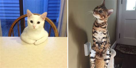 10 Funny Cats Caught Acting Really Weird – Viral Cats Blog