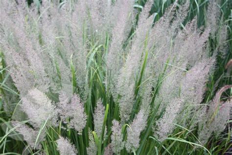 Korean Feather Reed Grass - Plant Library - Pahl's Market - Apple Valley, MN