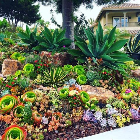 20+ Front Yard Succulent Landscape