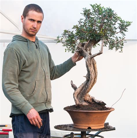 Mastic Tree No.01 – andbonsai