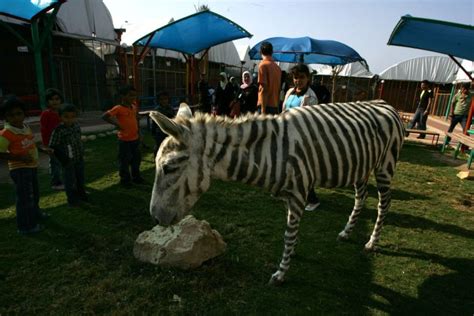 The Gaza Zoo Zebras - All Photos - UPI.com