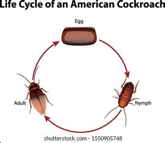 186 Cockroach nymph Images, Stock Photos & Vectors | Shutterstock