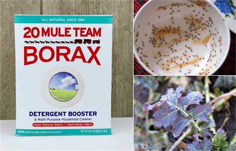 15 Ways To Use Borax You've Probably Never Even Thought Of