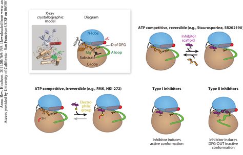 [PDF] The evolution of protein kinase inhibitors from antagonists to agonists of cellular ...