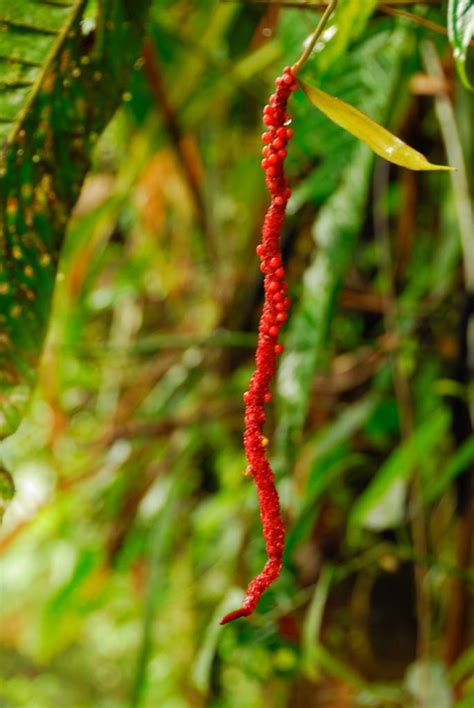 Plants of Ecuador | Nature & Society