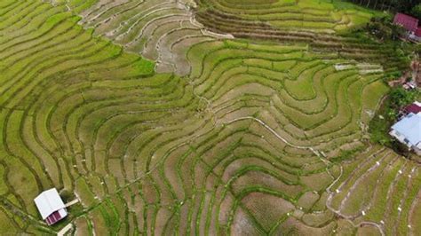 Aerial View Jatiluwih Terraces Ricefield Bali Stock Footage Video (100% ...