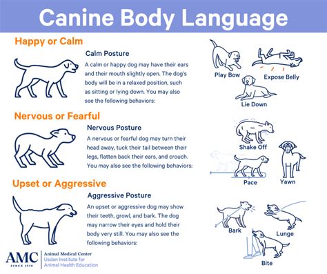 Body Language of Dogs - The Animal Medical Center