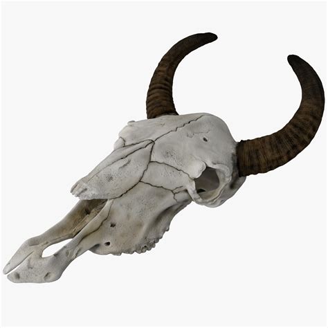 cow skull max