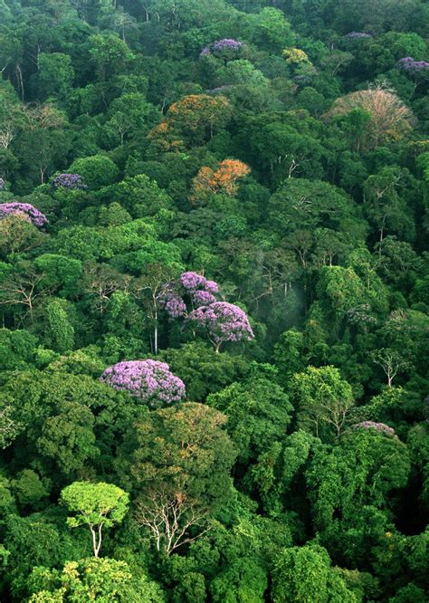 Tropical Rainforest Canopy | Newsdesk | Woodlands | Pinterest | Botany, Ecology and ...