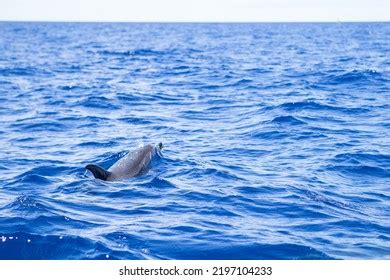 Dolphin Natural Habitat Common Bottlenose Dolphin Stock Photo 2197104233 | Shutterstock