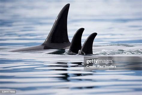 227 Orca Whales Alaska Stock Photos, High-Res Pictures, and Images ...