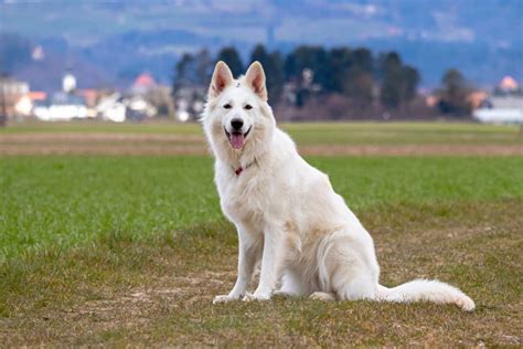 Breeds White Swiss Shepherd Malefemale Difference