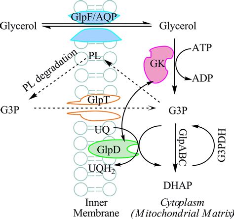 Structure of glycerol-3-phosphate dehydrogenase, an essential monotopic ...