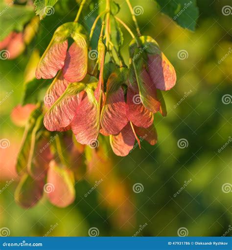 Maple Foliage and Winged Fruit Samara Stock Photo - Image of helicopters, flowering: 47931786